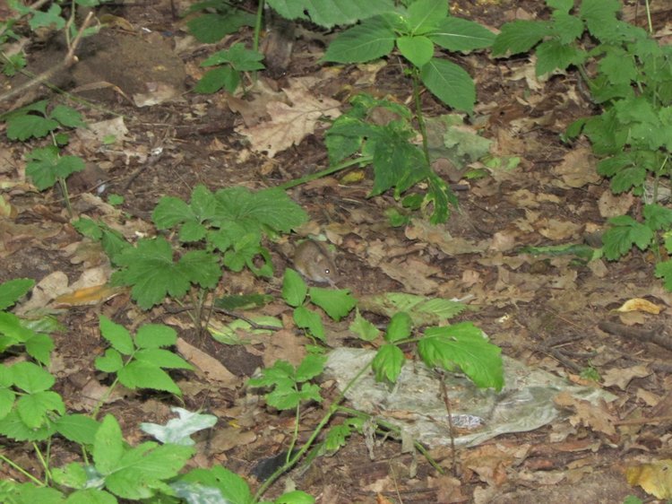 Веселое путешествие по Парку Измайлово (фото 3)