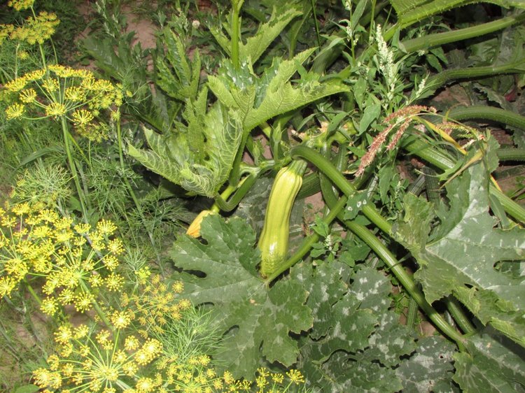 Путешествие в Нижегородскую область - часть 3 - Тимошка на усадьбе