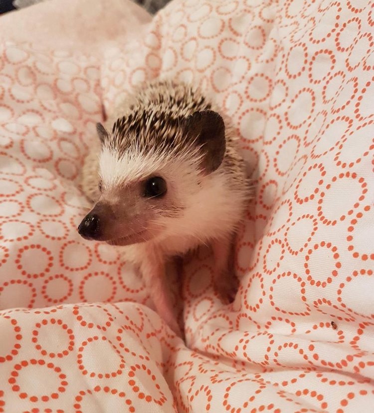 Любительские фотографии Ежей (выпуск 1) | Бэйбики Любительские фотографии Ежей (выпуск 1)