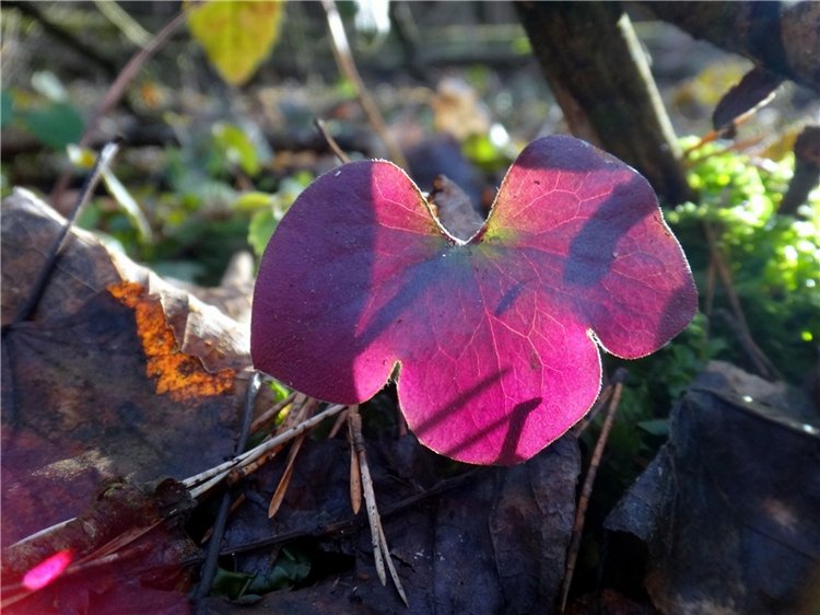 23 февраля - расцвели синие подснежники