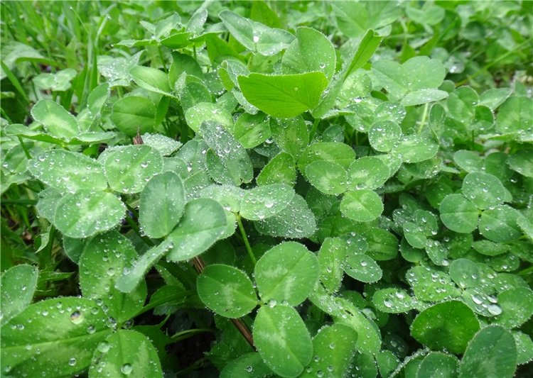 Просто Весна — Красивая природа и цветы: фото пейзажей