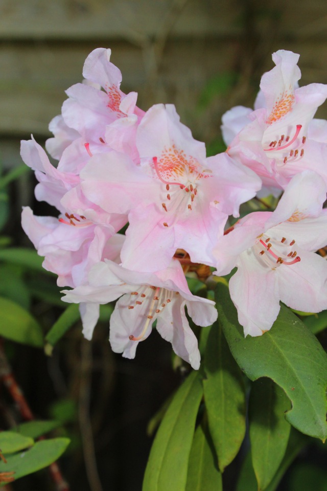 Любовь нечаянно нагрянет — Фэшн