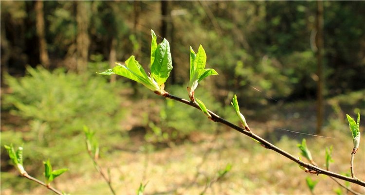 Савватьева Пустынь, Тверская область