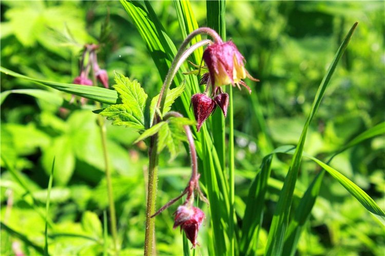 Затерянный Мир — Красивая природа и цветы: фото пейзажей