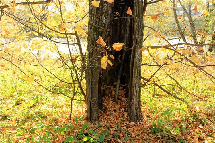 Путешествие Dal Hangry в Грузины