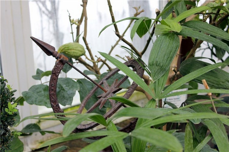 Тверской Ботанический Сад, продолжение | Бэйбики Тверской Ботанический Сад, продолжение