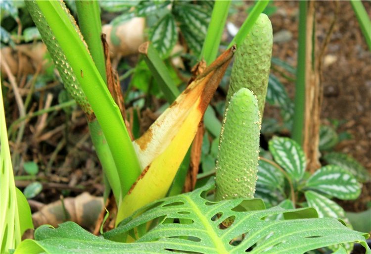 Выставка тюльпанов в Твери, продолжение