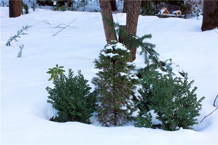 Тверской Ботанический Сад, заключительная часть