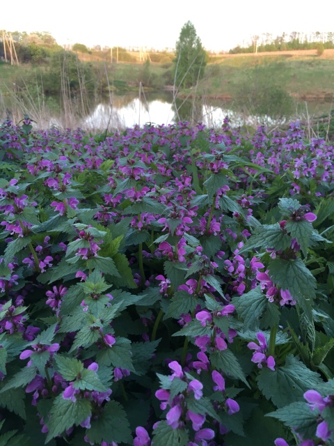 Поездка на дачу с Mui-chan, Migliorati и Sonny angel (фото 6)