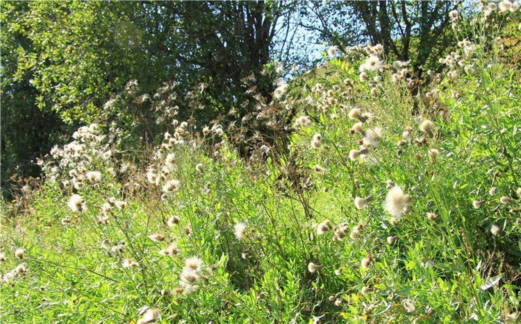 Старицкая Швейцария. Путешествие Мии. Minifee Miyu FairlyLand | Бэйбики Старицкая Швейцария. Путешествие Мии. Minifee Miyu FairlyLand