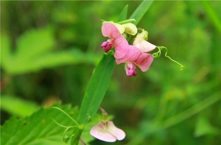 Встреча с бабочкой — Винтажные куклы ГДР (Немки): Бигги