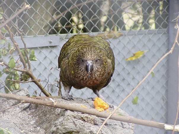 Увлекательное путешествие по Новой Зеландии