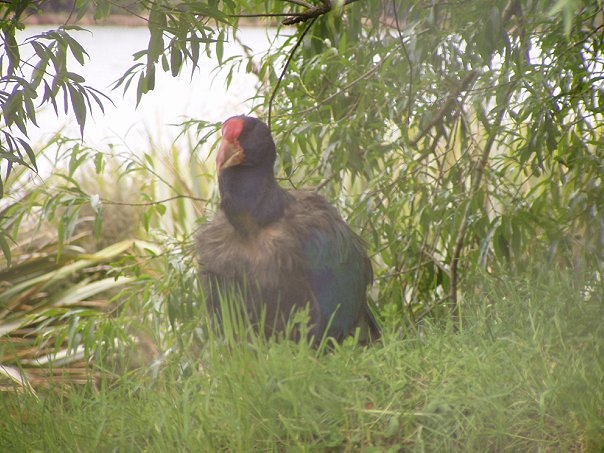 Увлекательное путешествие по Новой Зеландии