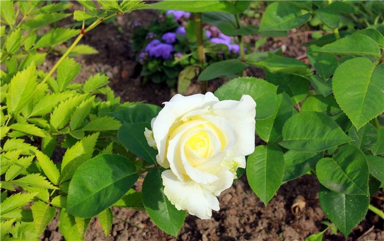 Июльское путешествие в Старицу