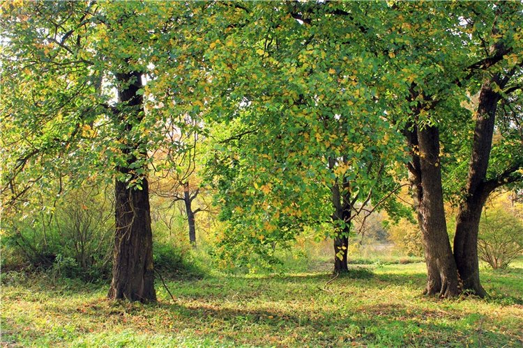 Путешествие Dal Hangry в Грузины