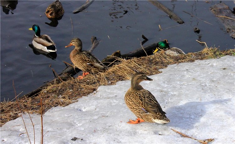 Выставка тюльпанов в Твери, продолжение