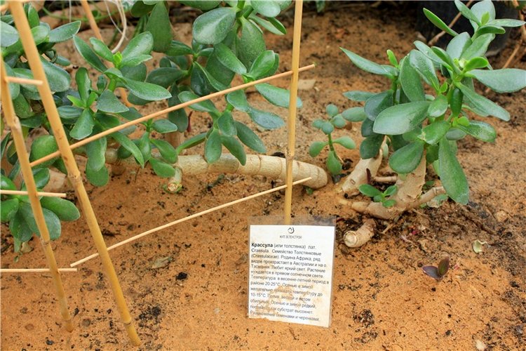 Выставка тюльпанов в Твери, продолжение