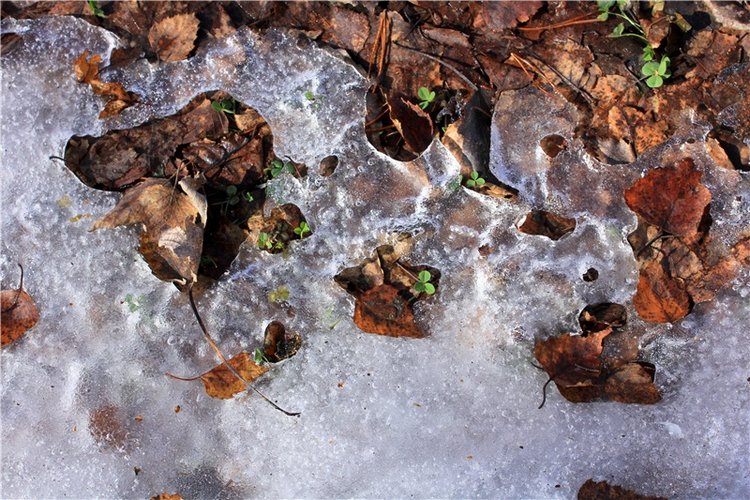 Весна в "Саду Камней" | Бэйбики Весна в "Саду Камней" — Куклы Meadow dolls (Медовушки): BJD (БЖД)