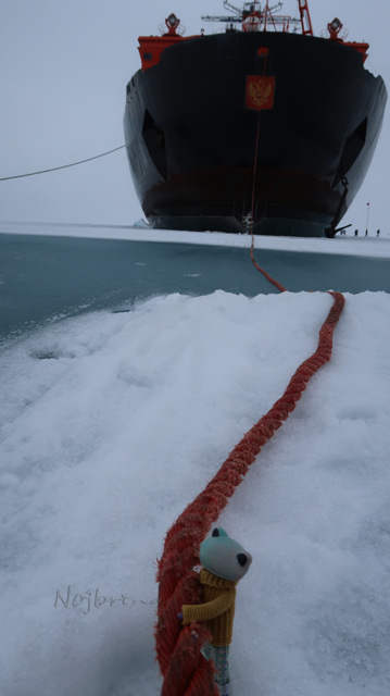 Большое путешествие Кензо. Арктика. Северный полюс