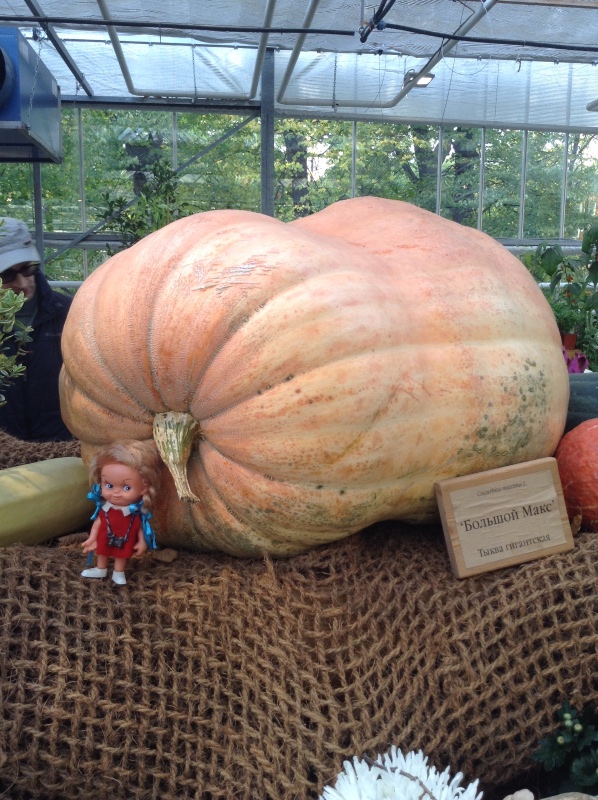 Аптекарский огород сегодня. ч.5. Грибной фестиваль (фото 8)