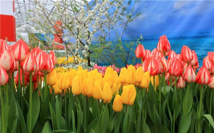 Тюльпановый Рай. Выставка тюльпанов в Твери. Mini Layla elf Sunkissed skin от Kaye Wiggs (фото 6)