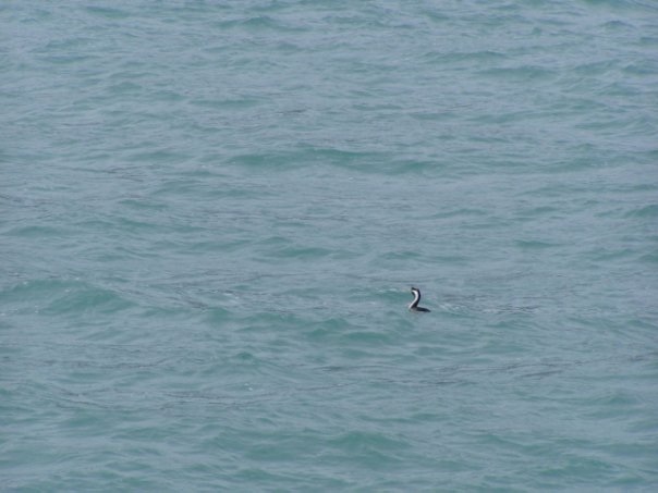 Увлекательное путешествие по Новой Зеландии