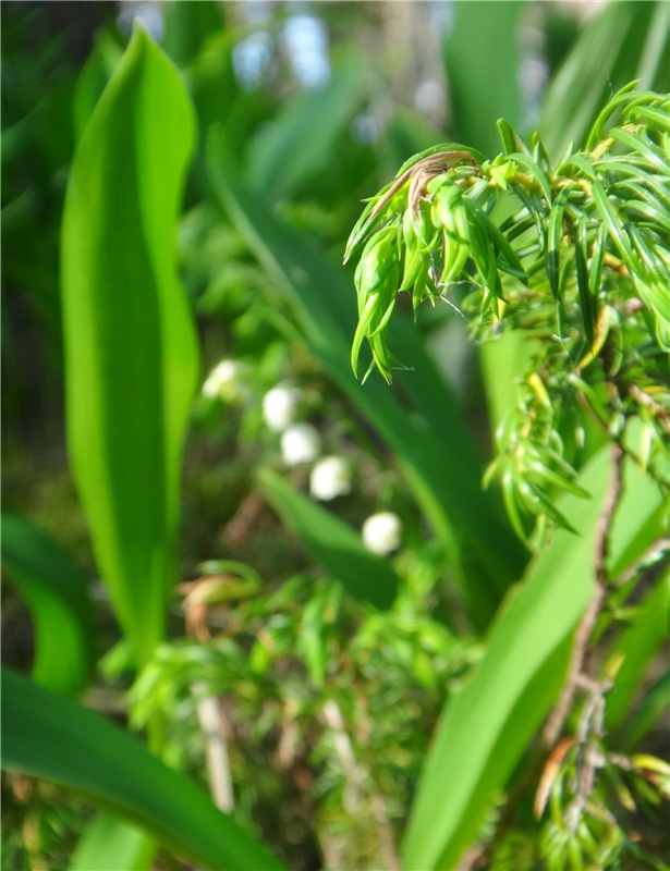 Ландышевая Сказка — Куклы Heidi Plusczok (Хайди/Хейди Плюсчок) — фото