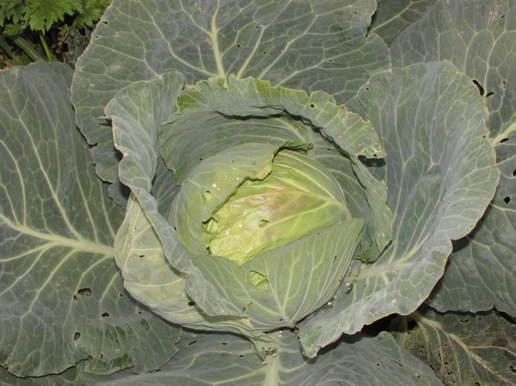 Путешествие в Нижегородскую область - часть 3 - Тимошка на усадьбе