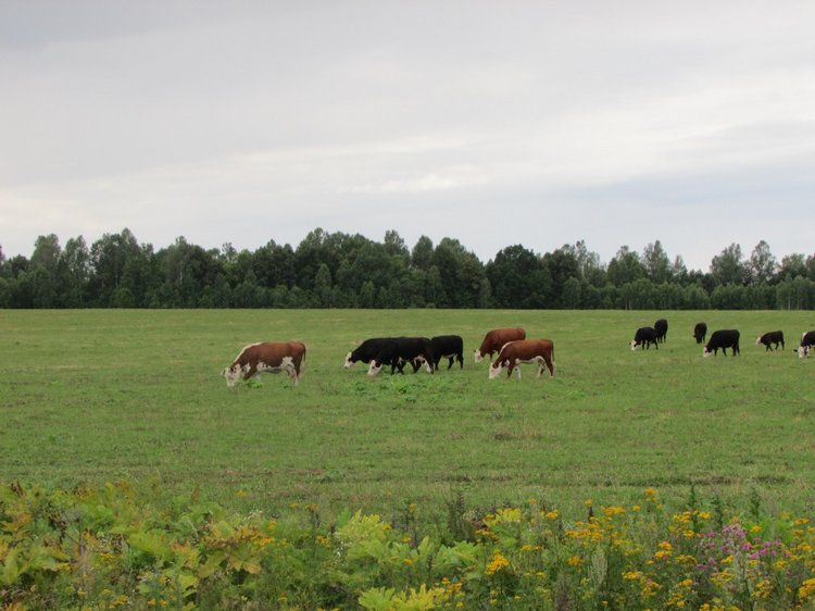 Путешествие в Нижегородскую область - часть 1 - Дивеево (Дивеевский монастырь) (фото 5)