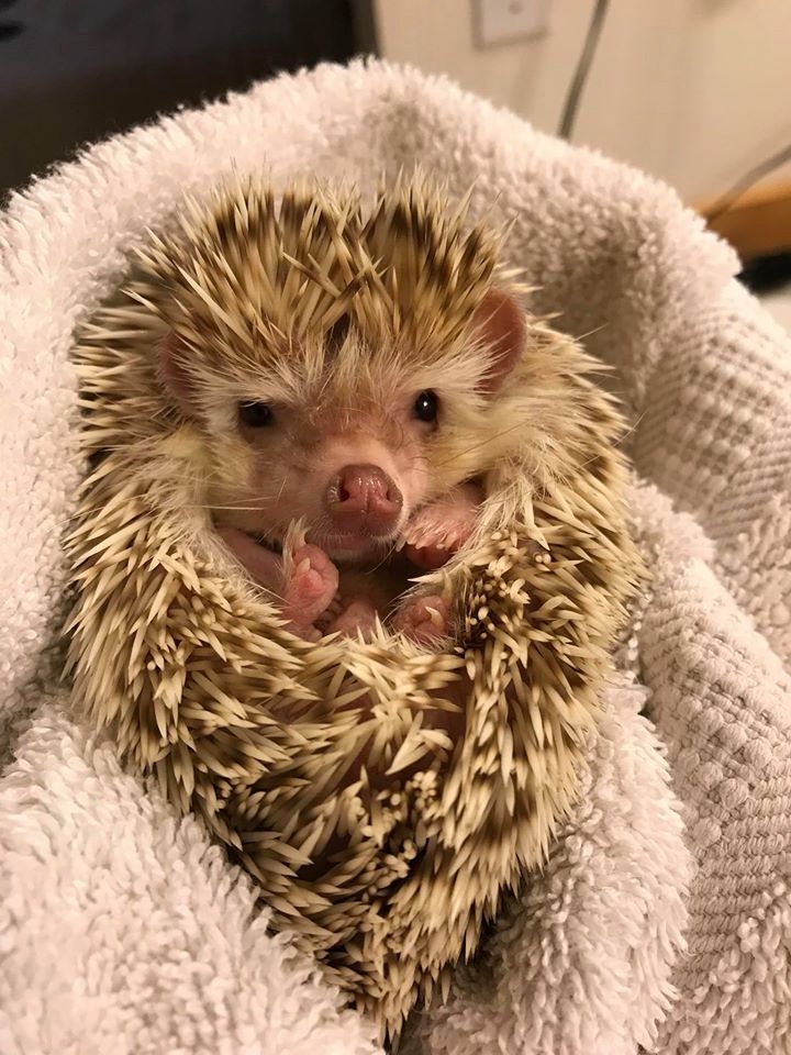 Любительские фотографии Ежей (выпуск 1) | Бэйбики Любительские фотографии Ежей (выпуск 1)