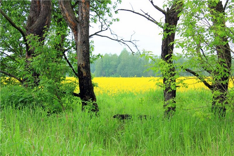 Солнечное поле. Twinkles Ella Chocolate