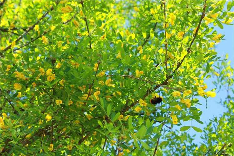 Эля в Иванишах. Twinkles Ella Chocolate