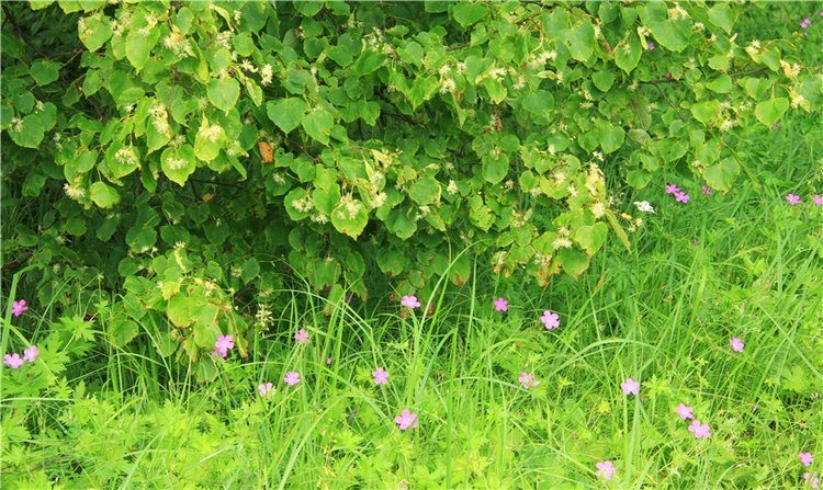 Путешествие Виолы в Усадьбу Знаменское-Раёк