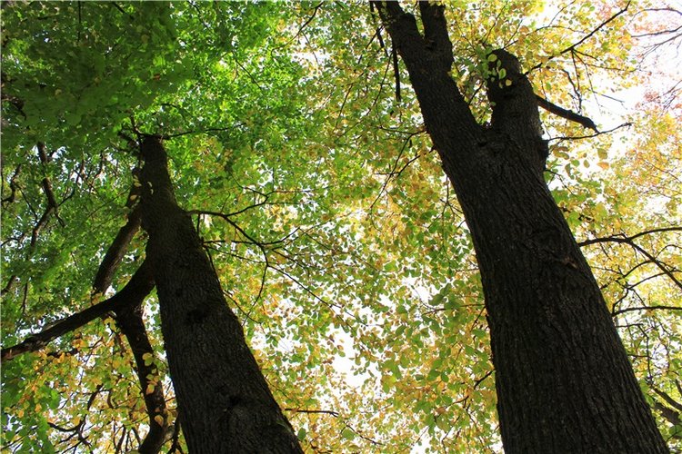 Путешествие Dal Hangry в Грузины, продолжение