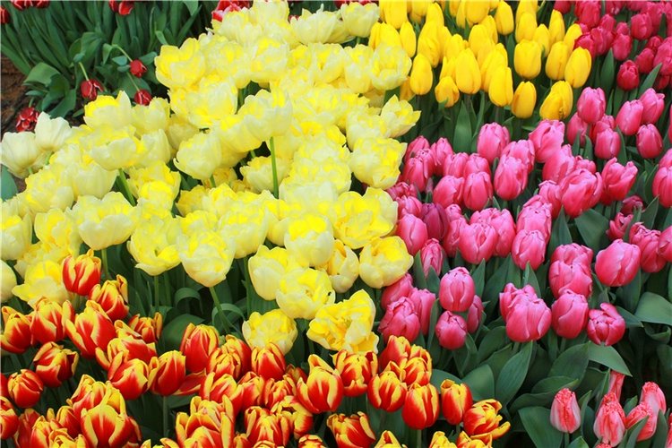 Выставка тюльпанов в Твери