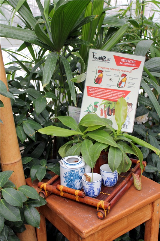 Тверской Ботанический Сад, продолжение | Бэйбики Тверской Ботанический Сад, продолжение