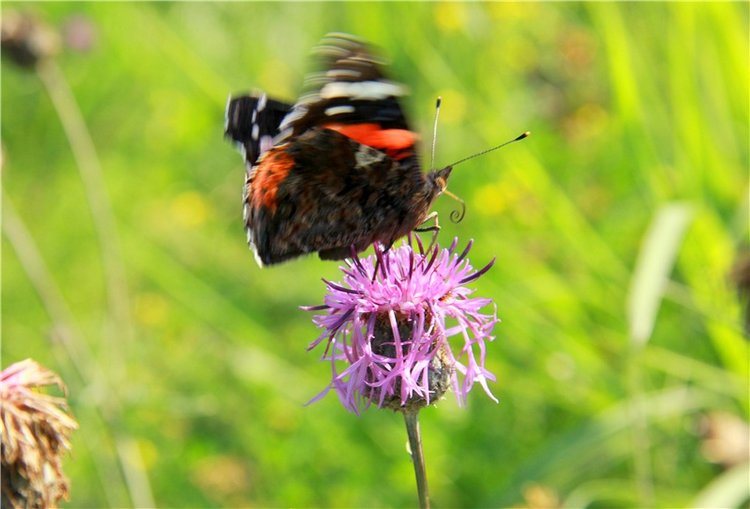 Инопланетянка Нийя. Custom Blythe Doll UFO Go Go Takara