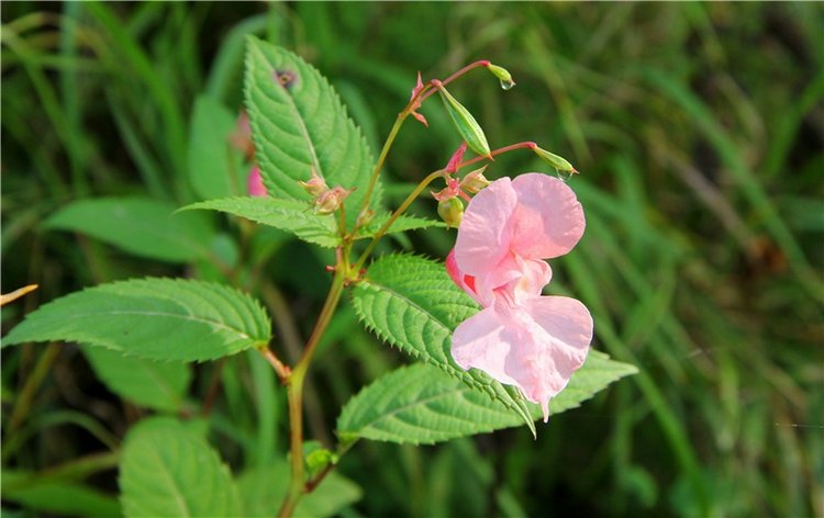 Старицкая Швейцария. Путешествие с Сашей, продолжение. Уникальная кукла от Сильвии Наттерер