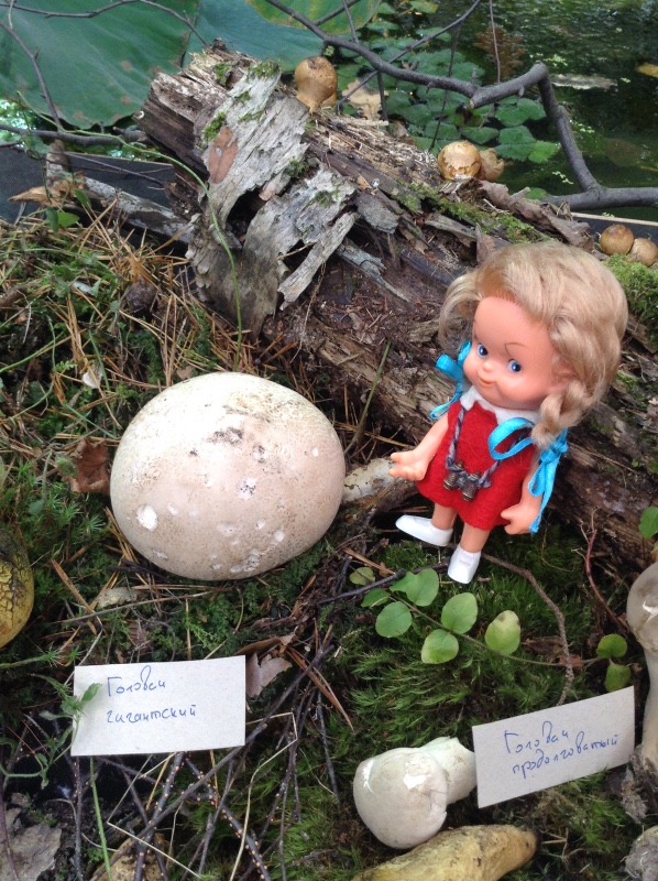 Аптекарский огород сегодня. ч.5. Грибной фестиваль