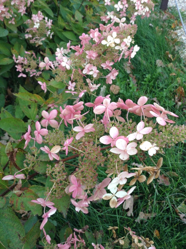 Аптекарский огород сегодня. ч.5. Грибной фестиваль