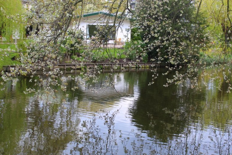 Цветущая Сакура. Прогулка по парку с Алисой. Весенние зарисовки