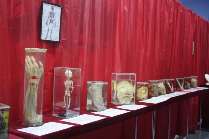 Псков: Петербургская Кунсткамера у нас в гостях. СТРОГО 18 +