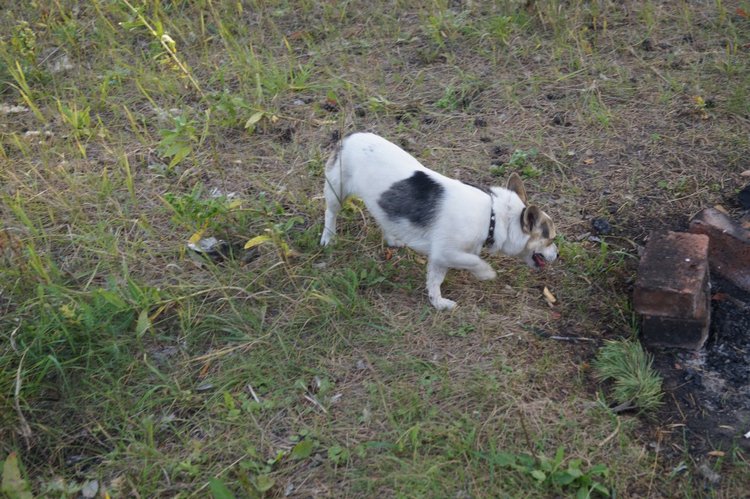Год назад, в Рождество нам Бог собачку послал найдёнка Белочка (фото 7)