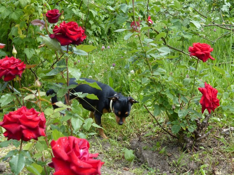 Последние денечки лета.... Совенок Желточек, дача и другие дачные жители