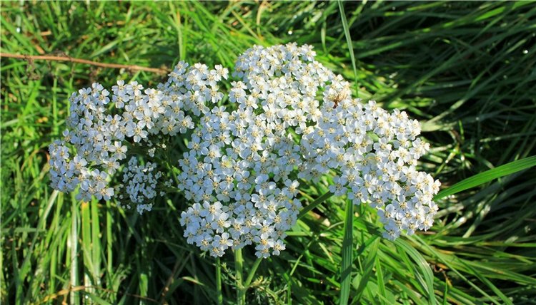 Путешествие Имани на Волгу. Mini Imani от Kaye Wiggs (фото 3)