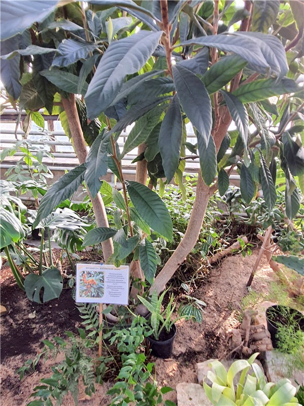 Выставка тюльпанов в Твери, продолжение