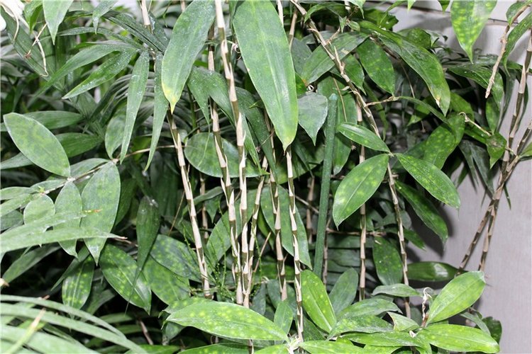 Тверской Ботанический Сад, продолжение | Бэйбики Тверской Ботанический Сад, продолжение