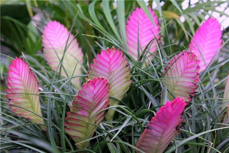 Тверской Ботанический Сад, продолжение | Бэйбики Тверской Ботанический Сад, продолжение