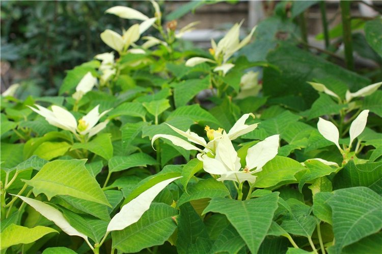 Выставка тюльпанов в Твери, продолжение