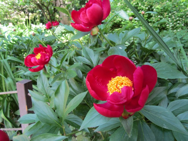 Тони Старк: приключения без брони. И снова Аптекарский огород | Бэйбики Тони Старк: приключения без брони. И снова Аптекарский огород